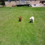 Jaxon and Filbert enjoying the backyard!