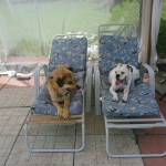 Logan and Filbert lounging by the pool!