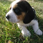 A very special beagle puppy!